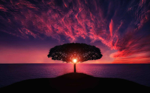 tree_600